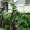 Beijing : Overgrown Bike